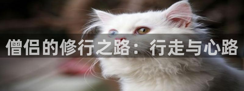 78动漫免费观看：僧侣的修行之路：行走与心路